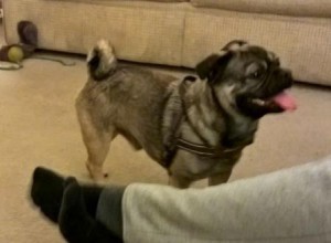 Pug Jack Russell cross stressed and panting