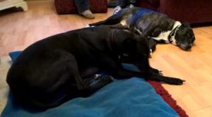 Mastiff mix and greyhound lying down together