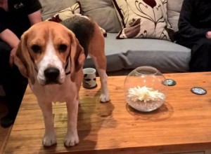 BEagle standing on the coffee table