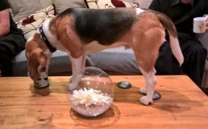 BEagle drinking from mug on coffee table
