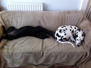 Two dogs lying together