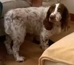 Siilar Springer with tail between his legs