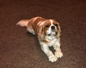 Cavalier King Charles stretching