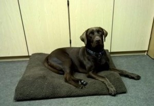 Young chocolate labrador on his bed