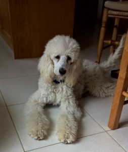 Six month old white standard poodle