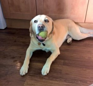 Golden Labrador with ball