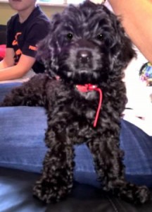 Black Maltese puppy