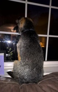 Border Terrier looking out of the window