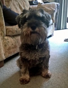 Miniature Schnauzer settling in to her new home