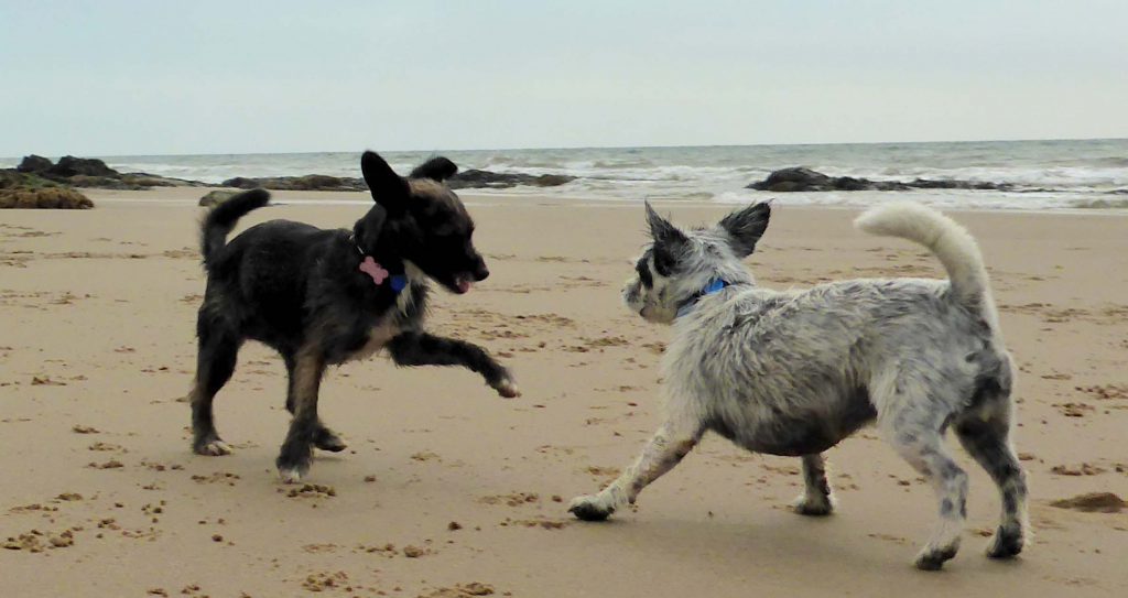 Little dogs on the beach