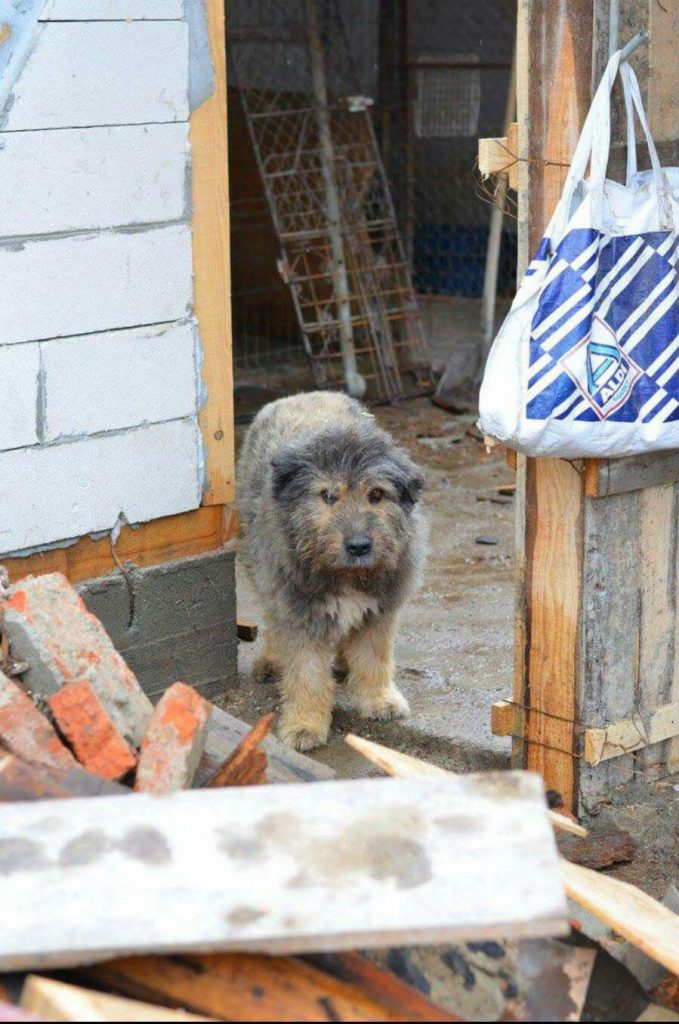Romanian street dog